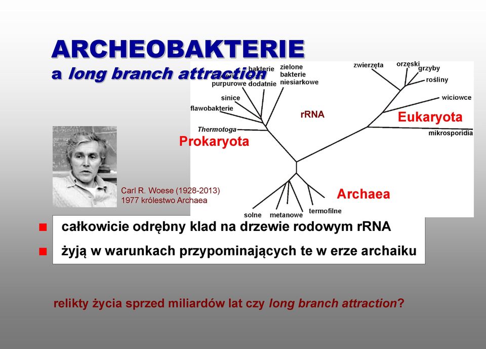 Woese (1928-2013) 1977 królestwo Archaea Archaea całkowicie odrębny klad