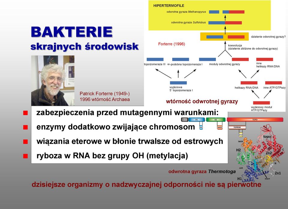 zwijające chromosom wiązania eterowe w błonie trwalsze od estrowych ryboza w RNA bez grupy OH