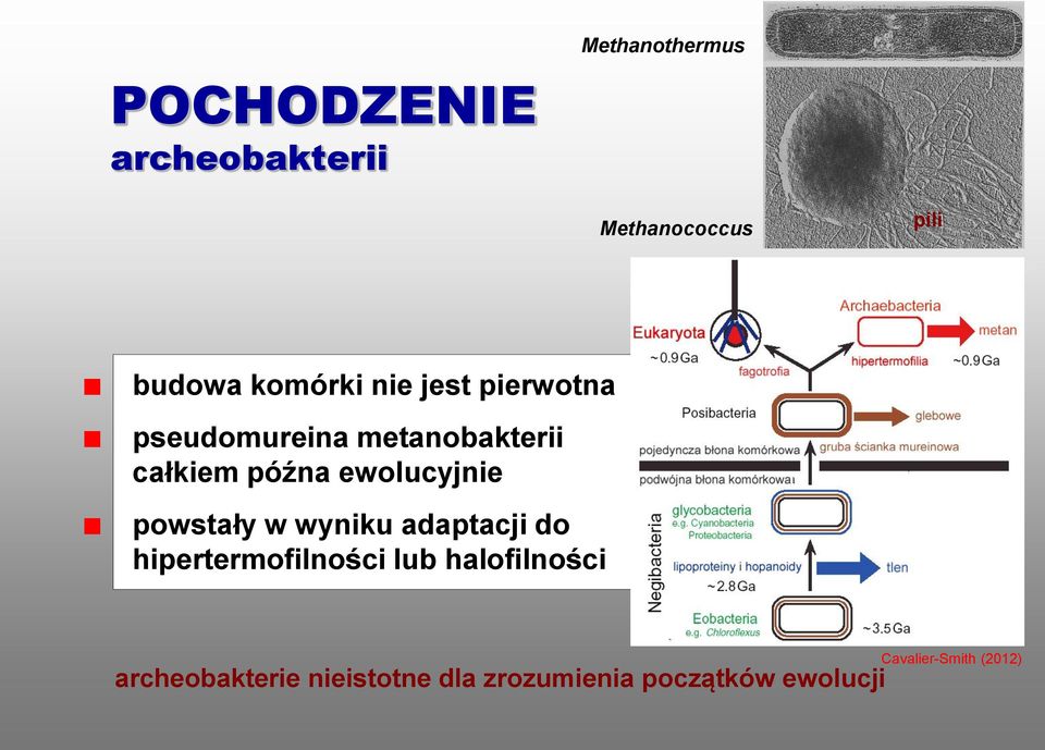 ewolucyjnie powstały w wyniku adaptacji do hipertermofilności lub