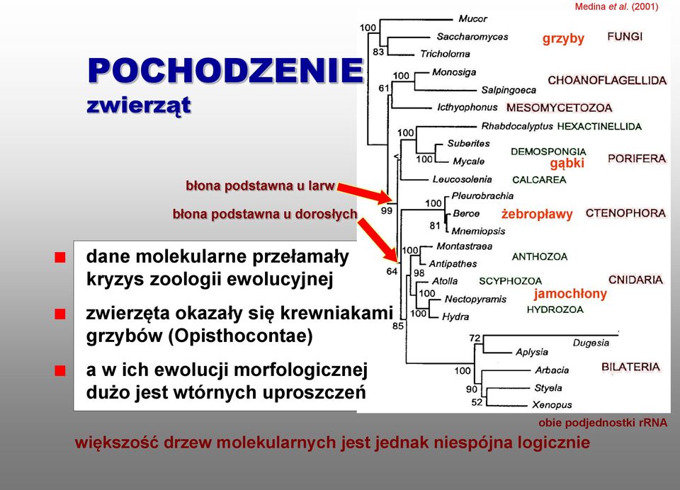 molekularne przełamały kryzys zoologii ewolucyjnej zwierzęta okazały się krewniakami grzybów