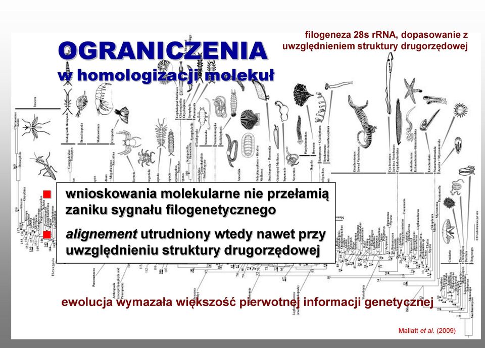 sygnału filogenetycznego alignement utrudniony wtedy nawet przy uwzględnieniu