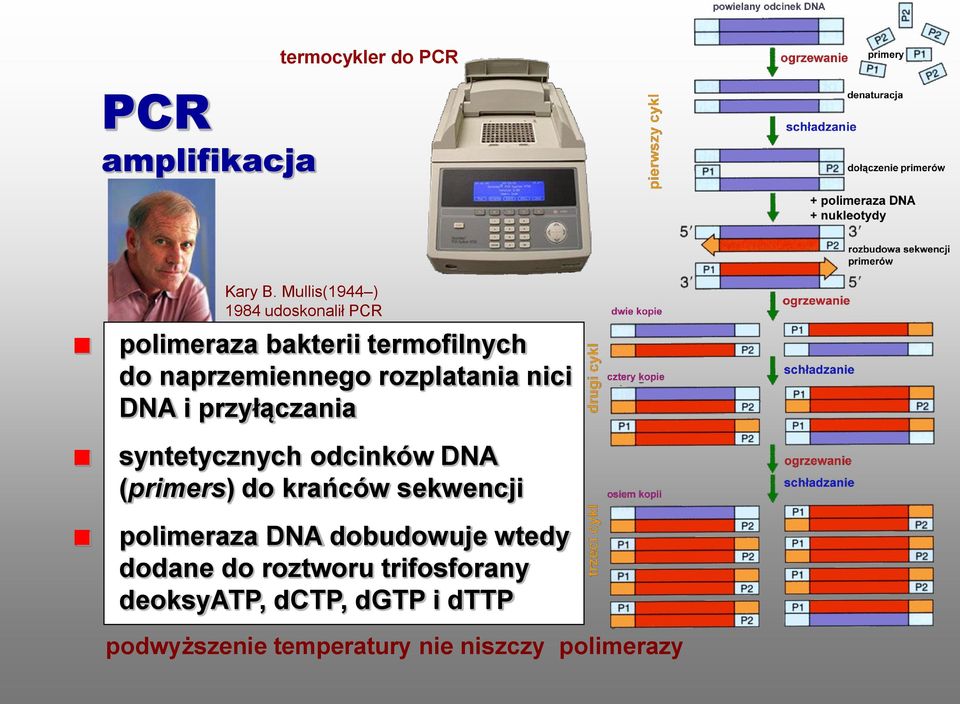 rozplatania nici DNA i przyłączania syntetycznych odcinków DNA (primers) do krańców