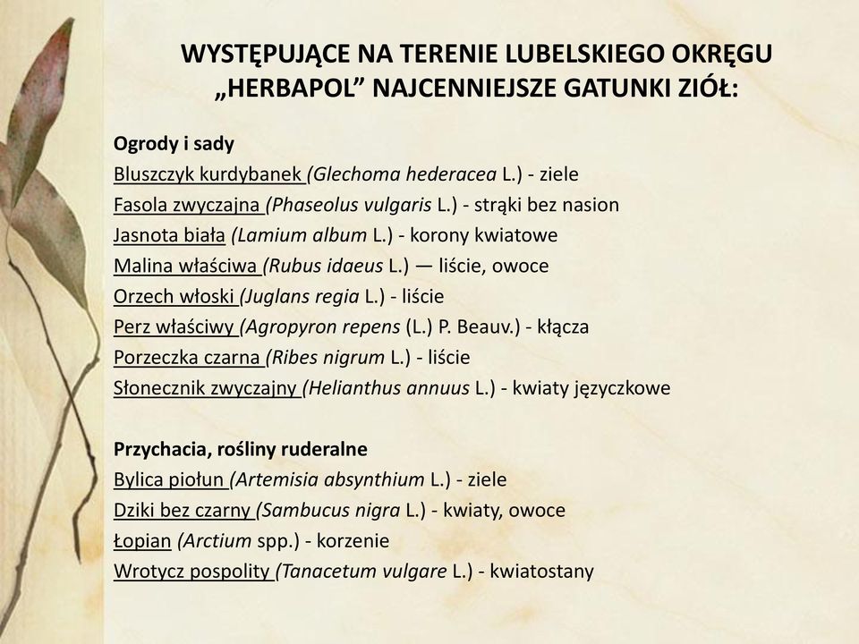 ) liście, owoce Orzech włoski (Juglans regia L.) - liście Perz właściwy (Agropyron repens (L.) P. Beauv.) - kłącza Porzeczka czarna (Ribes nigrum L.