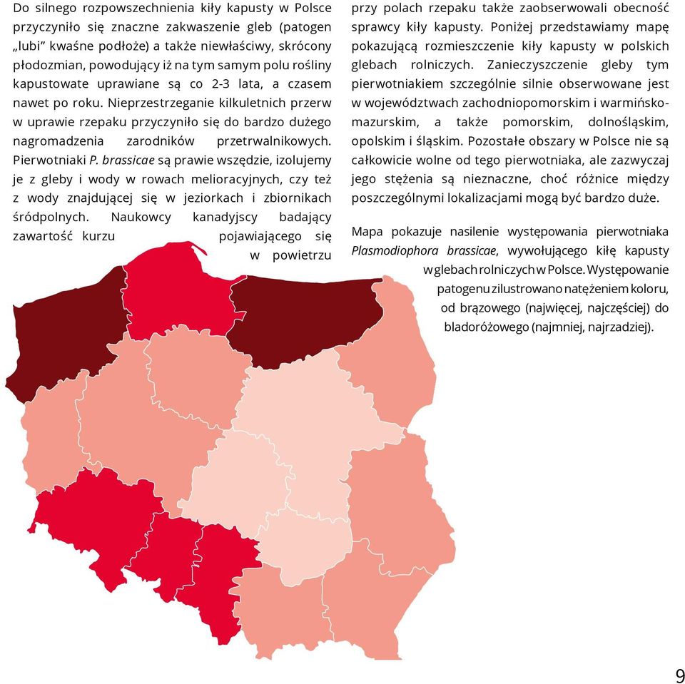 Nieprzestrzeganie kilkuletnich przerw w uprawie rzepaku przyczyniło się do bardzo dużego nagromadzenia zarodników przetrwalnikowych. Pierwotniaki P.