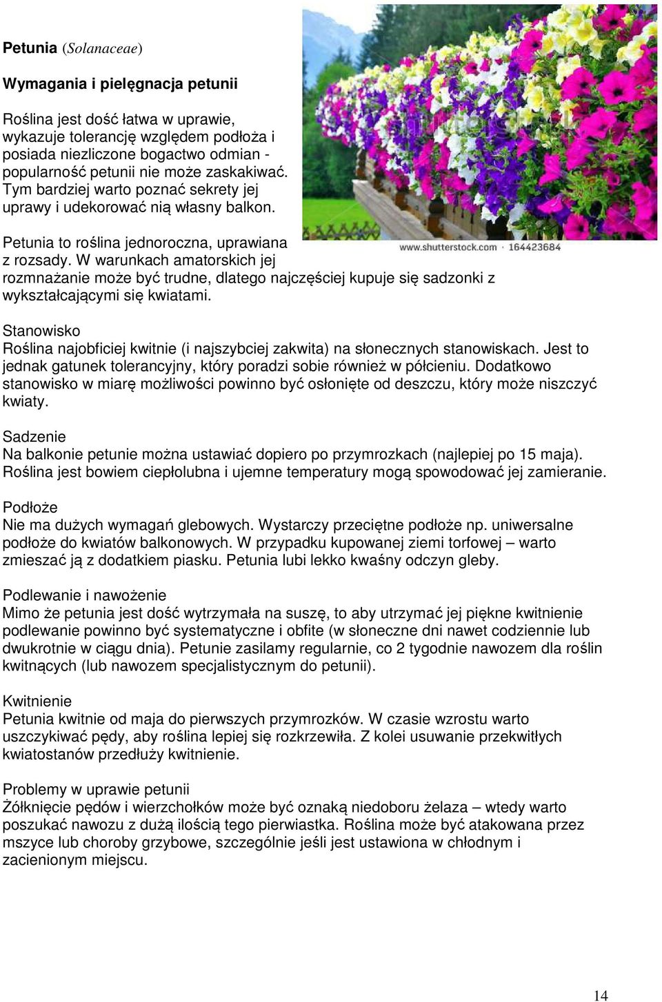 W warunkach amatorskich jej rozmnażanie może być trudne, dlatego najczęściej kupuje się sadzonki z wykształcającymi się kwiatami.