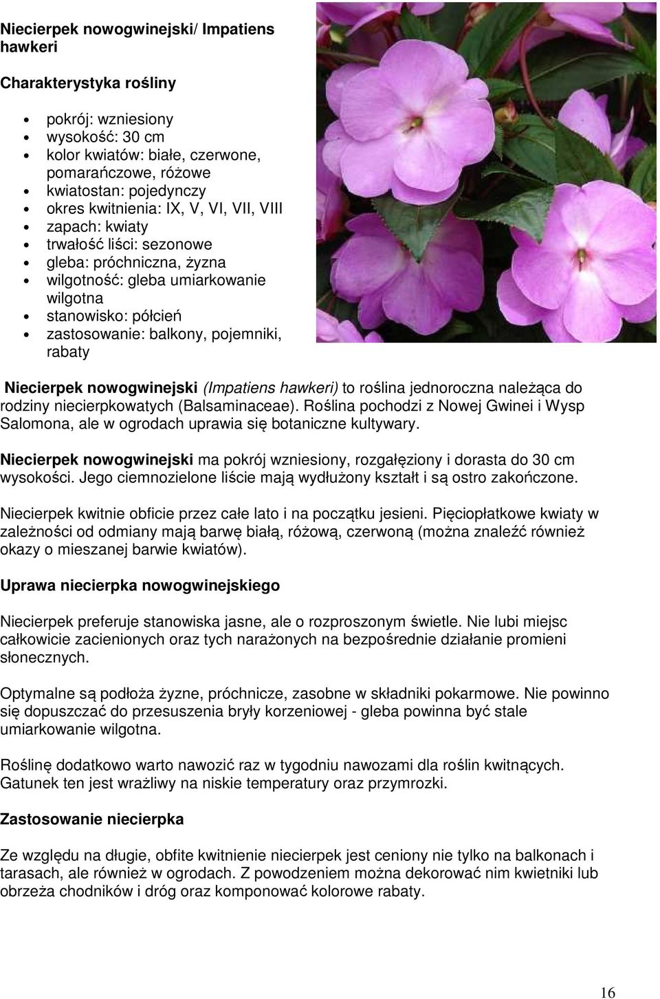nowogwinejski (Impatiens hawkeri) to roślina jednoroczna należąca do rodziny niecierpkowatych (Balsaminaceae).