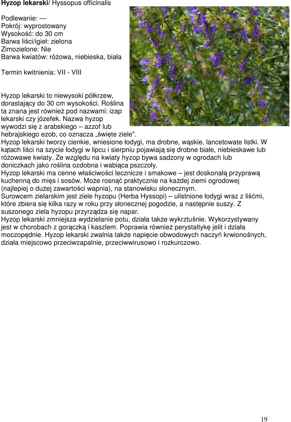Nazwa hyzop wywodzi się z arabskiego azzof lub hebrajskiego ezob, co oznacza święte ziele. Hyzop lekarski tworzy cienkie, wniesione łodygi, ma drobne, wąskie, lancetowate listki.
