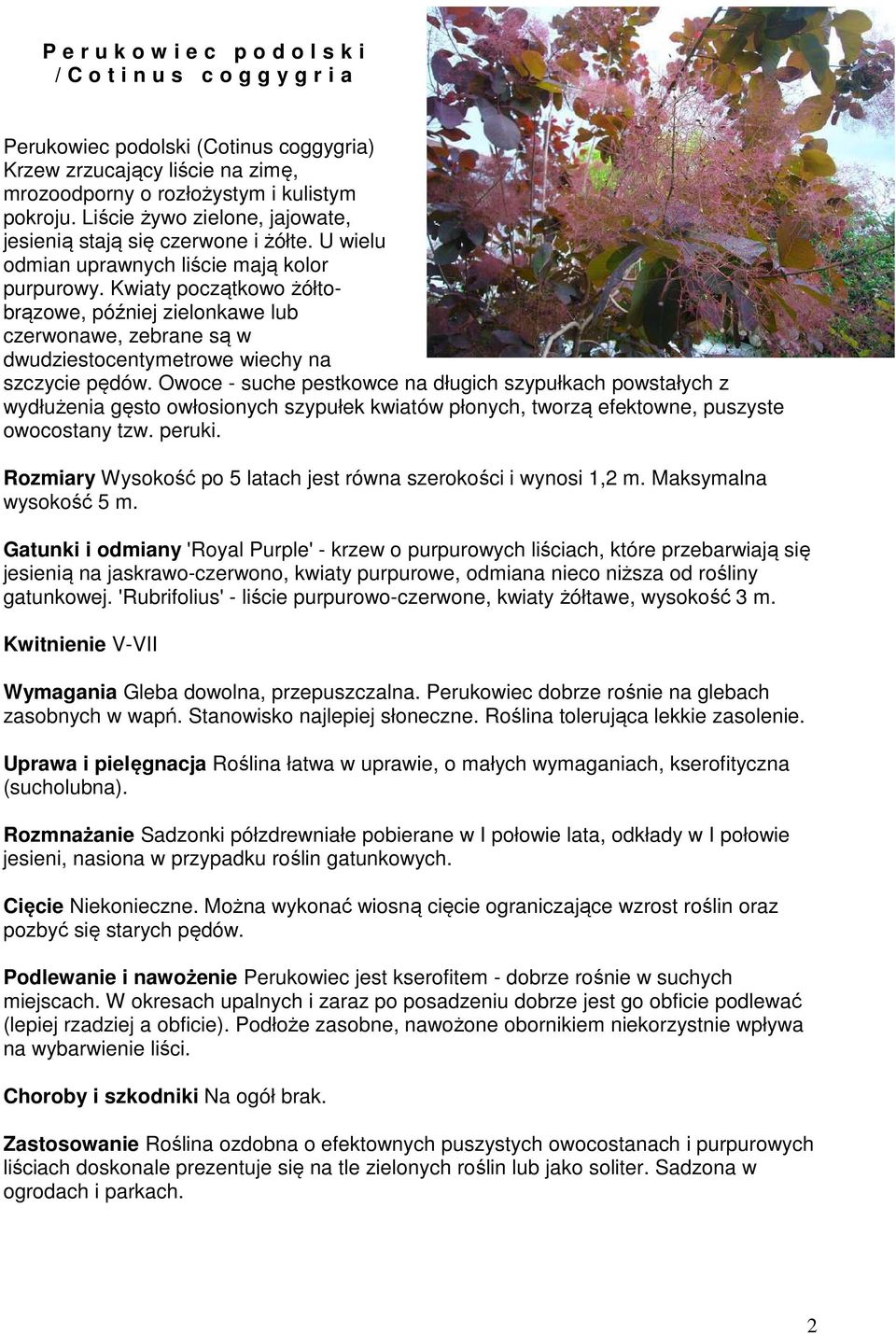 Kwiaty początkowo żółtobrązowe, później zielonkawe lub czerwonawe, zebrane są w dwudziestocentymetrowe wiechy na szczycie pędów.
