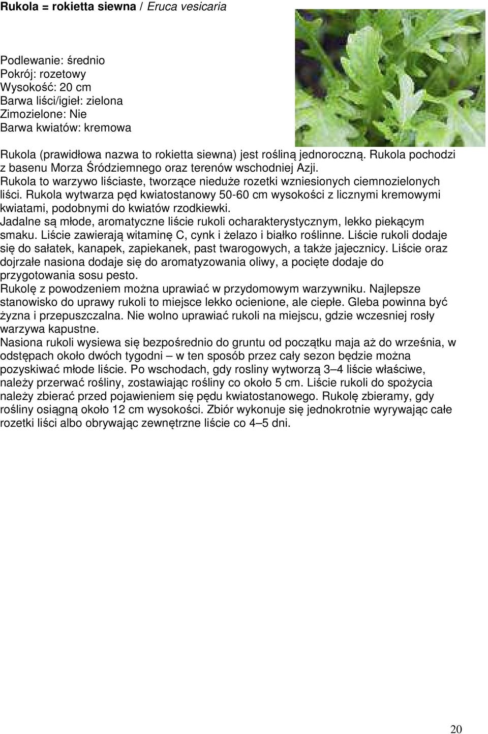 Rukola wytwarza pęd kwiatostanowy 50-60 cm wysokości z licznymi kremowymi kwiatami, podobnymi do kwiatów rzodkiewki.