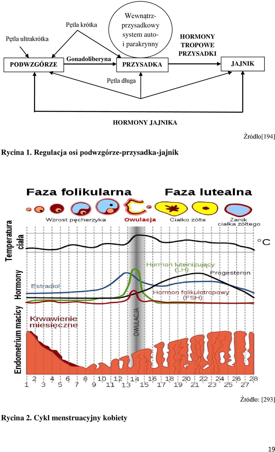 PRZYSADKI JAJNIK Pętla długa HORMONY JAJNIKA Źródło[194] Rycina 1.