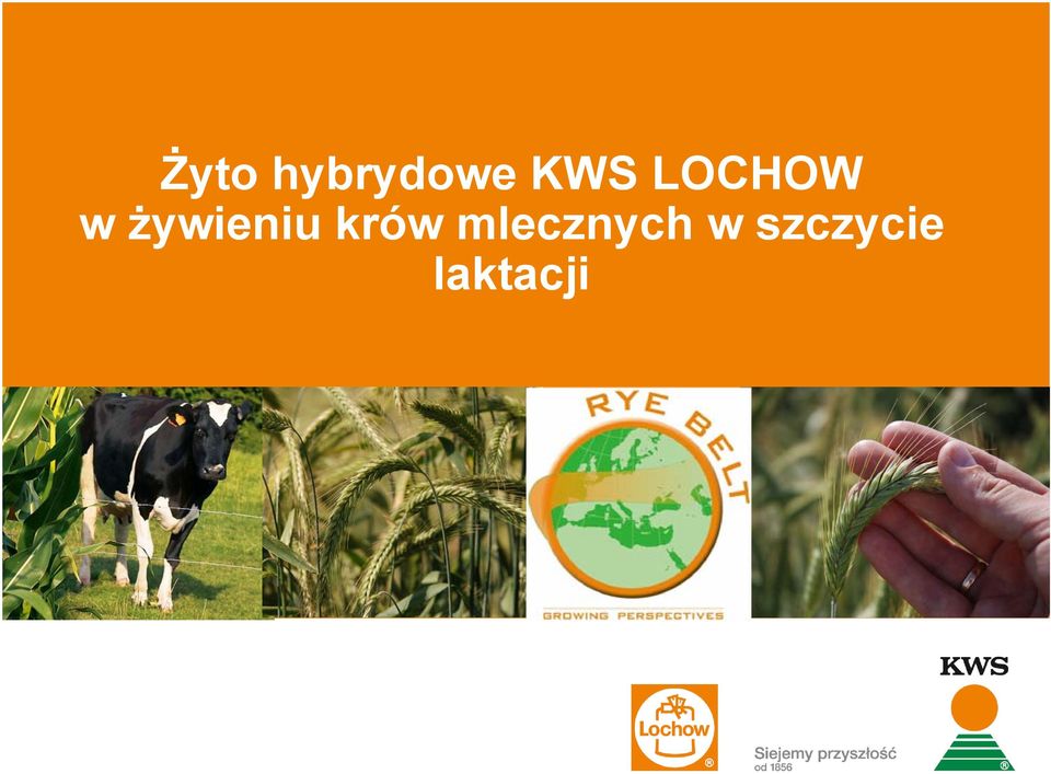 żywieniu krów