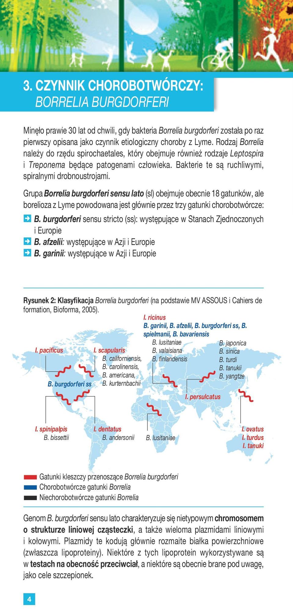 burgdorferi sensu lato (sl) obejmuje obecnie 18 gatunków, ale borelioza z Lyme powodowana jest głównie przez trzy gatunki chorobotwórcze: B burgdorferi sensu stricto (ss): występujące w Stanach