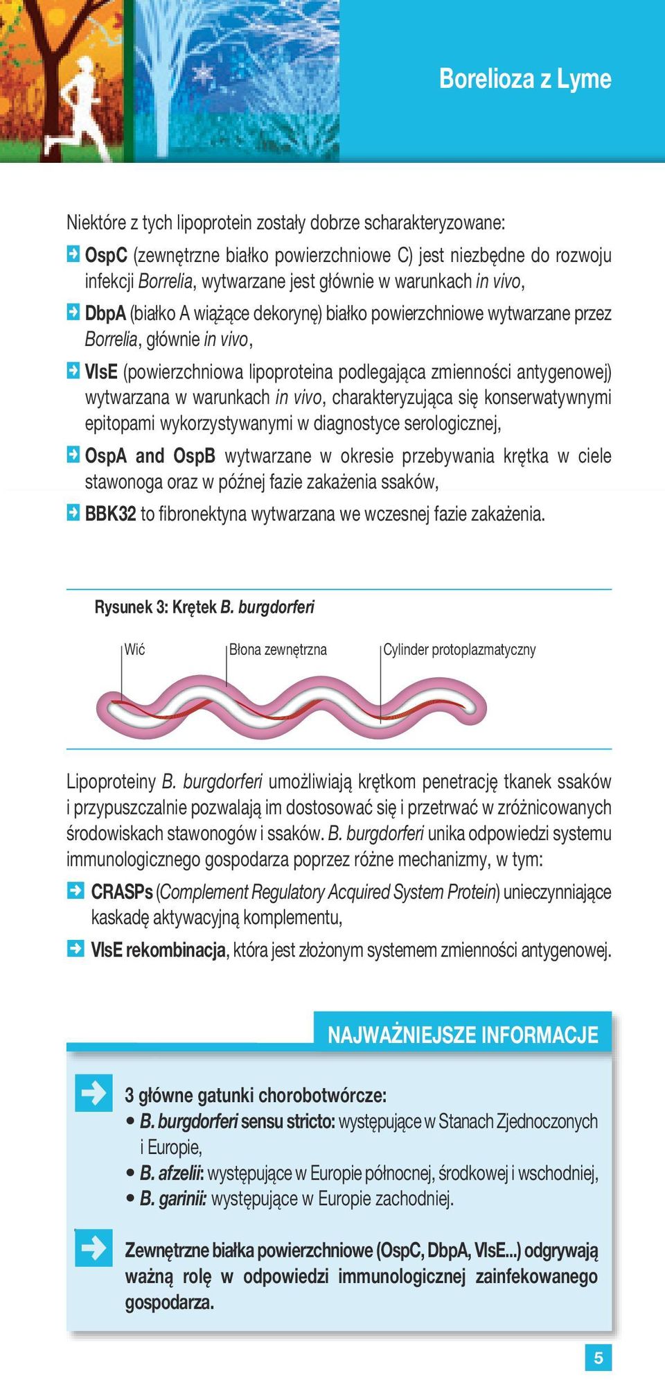 w warunkach in vivo, charakteryzująca się konserwatywnymi epitopami wykorzystywanymi w diagnostyce serologicznej, OspA and OspB wytwarzane w okresie przebywania krętka w ciele stawonoga oraz w późnej