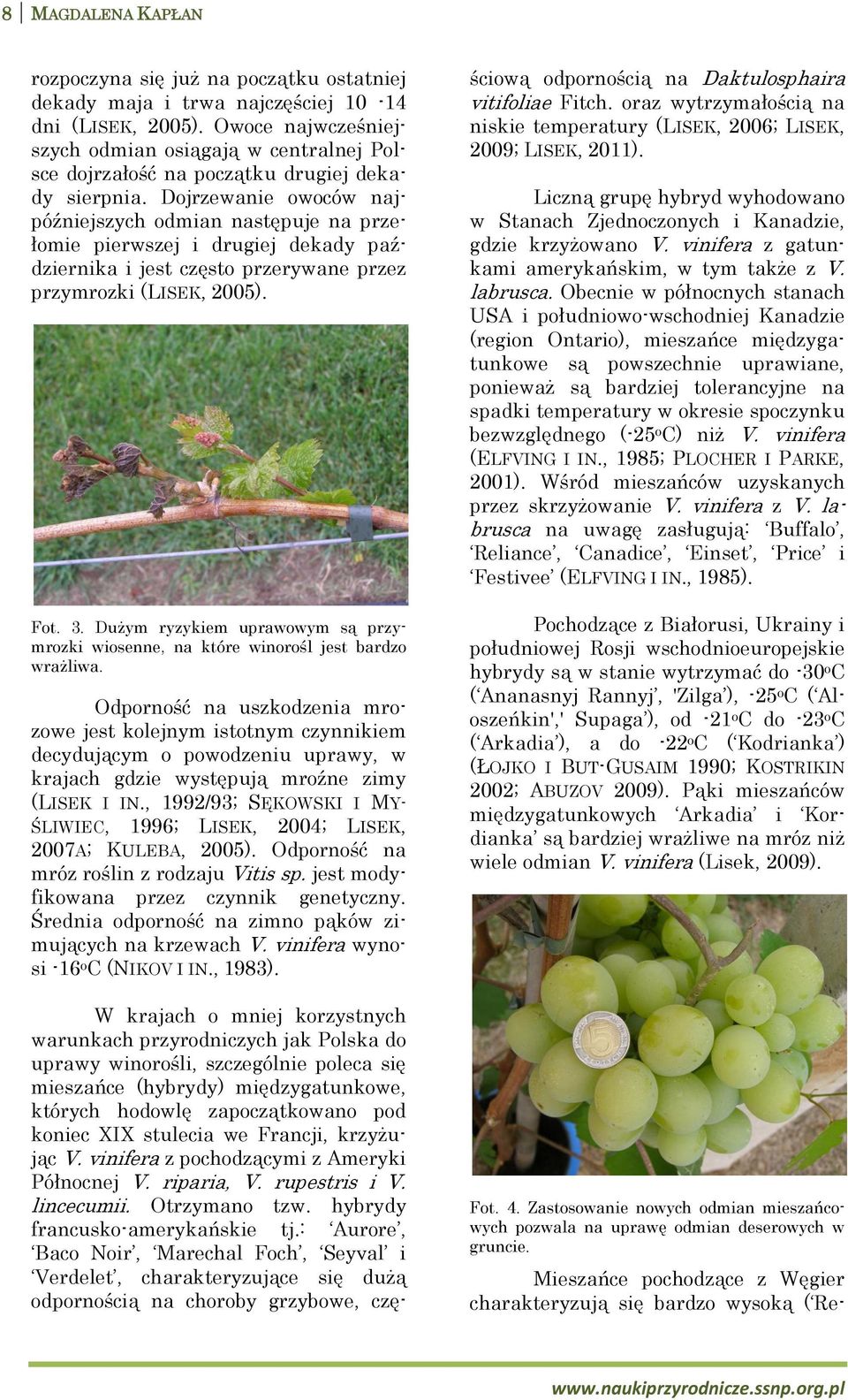 Dojrzewanie owoców najpóźniejszych odmian następuje na przełomie pierwszej i drugiej dekady października i jest często przerywane przez przymrozki (LISEK, 2005). Fot. 3.