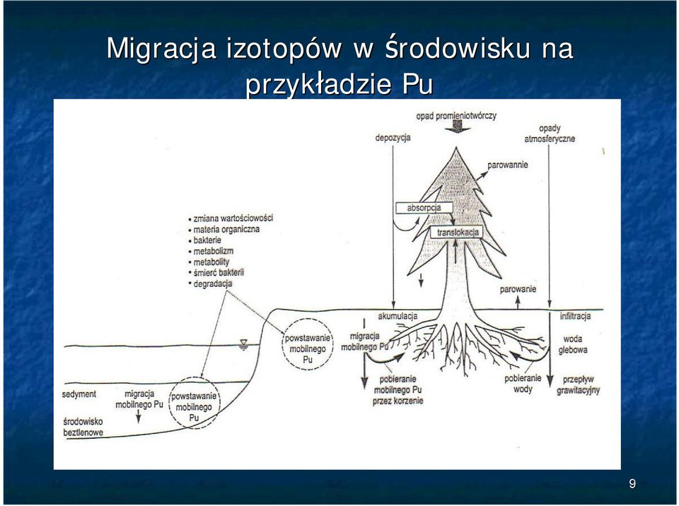 środowisku