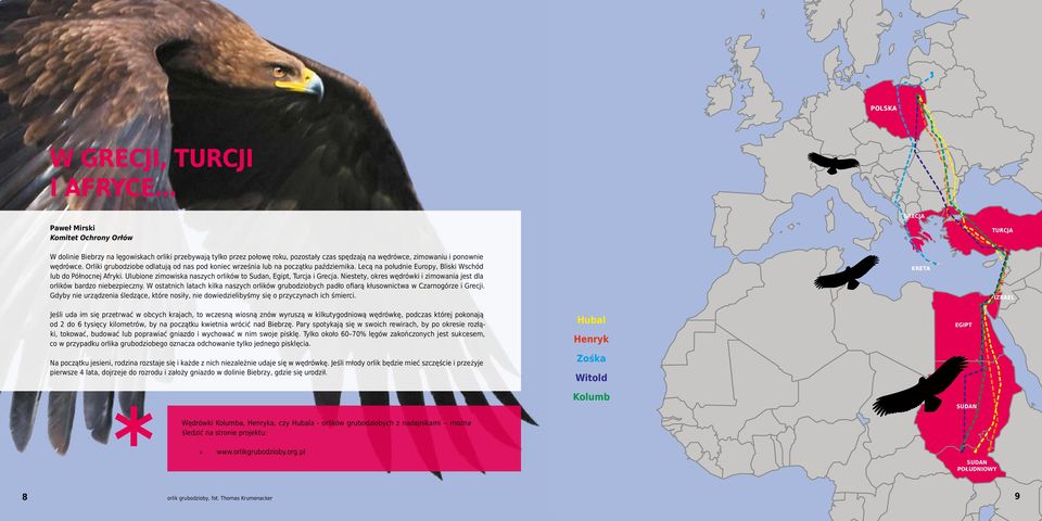 Ulubione zimowiska naszych orlików to Sudan, Egipt, Turcja i Grecja. Niestety, okres wędrówki i zimowania jest dla orlików bardzo niebezpieczny.