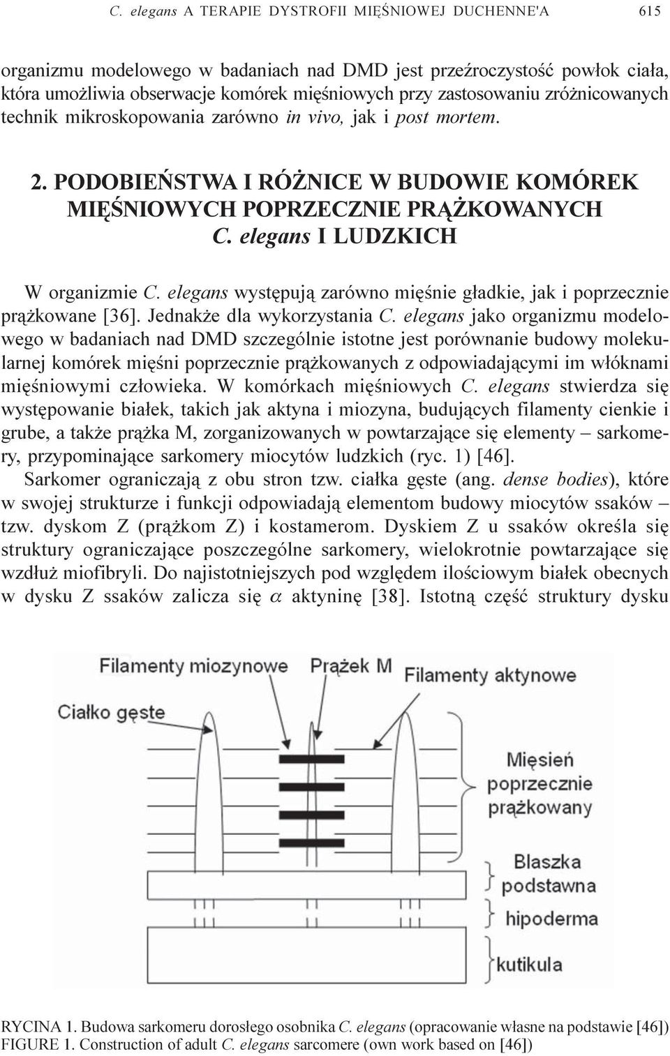 elegans wystêpuj¹ zarówno miêœnie g³adkie, jak i poprzecznie pr¹ kowane [36]. Jednak e dla wykorzystania C.