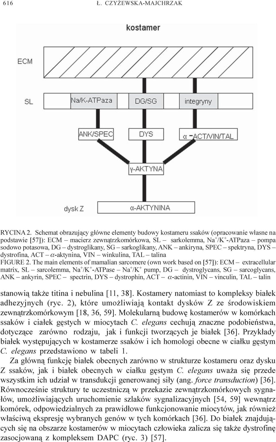 dystroglikany, SG sarkoglikany, ANK ankiryna, SPEC spektryna, DYS dystrofina, ACT a-aktynina, VIN winkulina, TAL talina FIGURE 2.