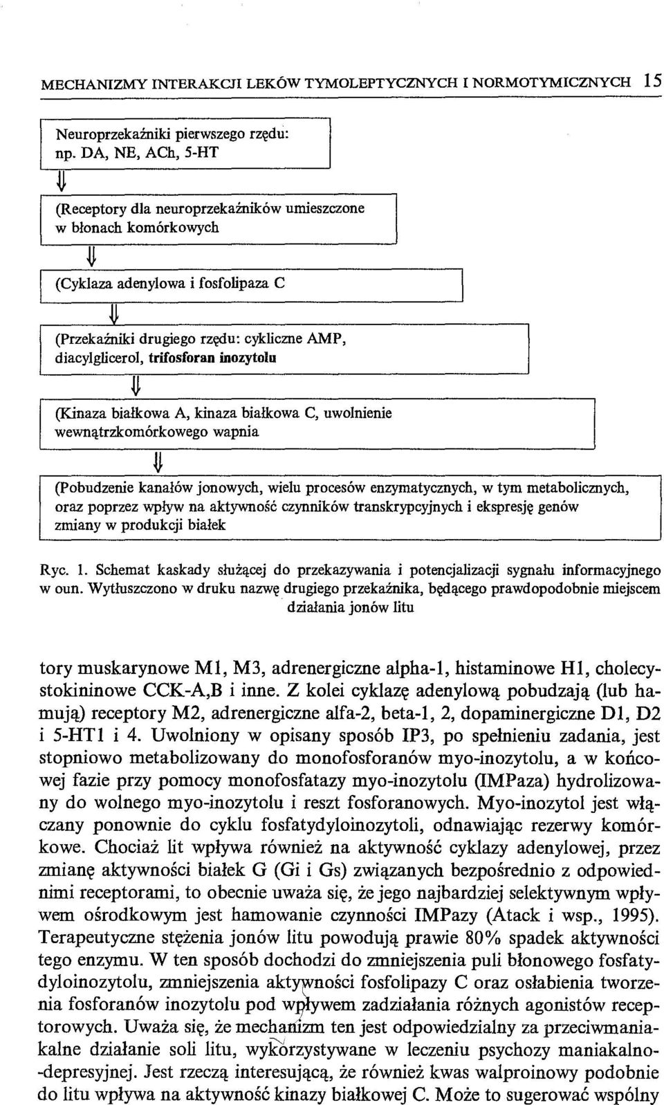 inozytolu (Kinaza białkowa A, kinaza białkowa C, uwolnienie wewnątrzkomórkowego wapnia (Pobudzenie kanałów jonowych, wielu procesów enzymatycznych, w tym metabolicznych, oraz poprzez wpływ na