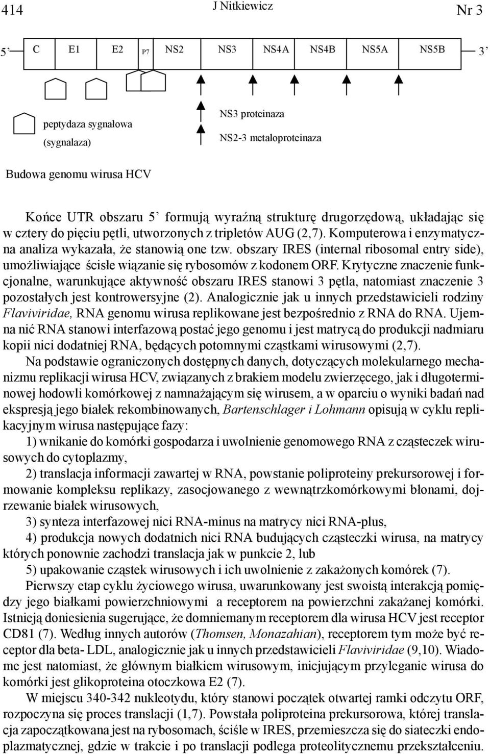 obszary IRES (internal ribosomal entry side), umo liwiaj¹ce œcis³e wi¹zanie siê rybosomów z kodonem ORF.