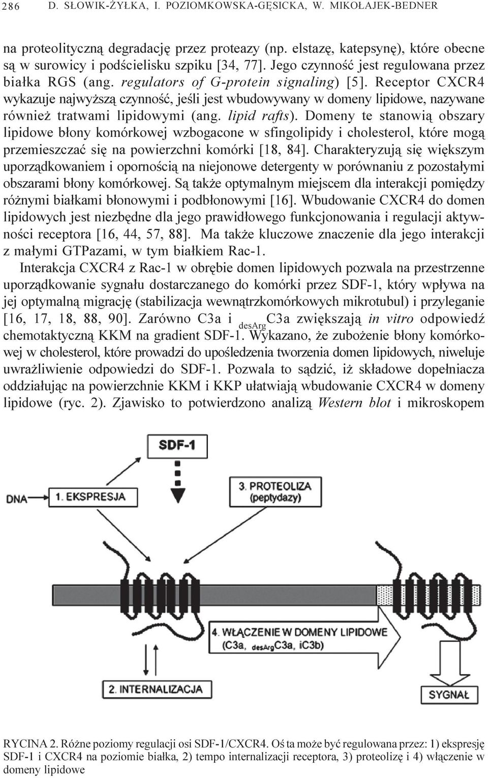 Receptor CXCR4 wykazuje najwy sz¹ czynnoœæ, jeœli jest wbudowywany w domeny lipidowe, nazywane równie tratwami lipidowymi (ang. lipid rafts).