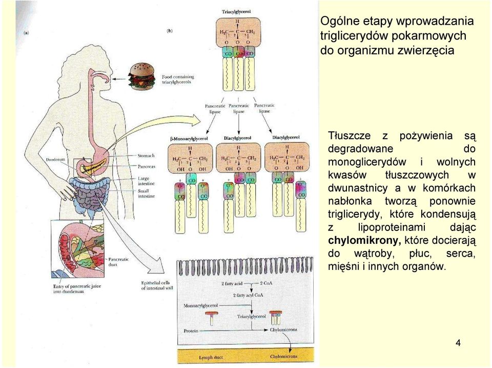 a w komórkach nabłonka tworzą ponownie triglicerydy, które kondensują z lipoproteinami