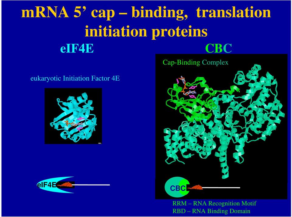 Factor 4E Cap-Binding Complex eif4e b CBC