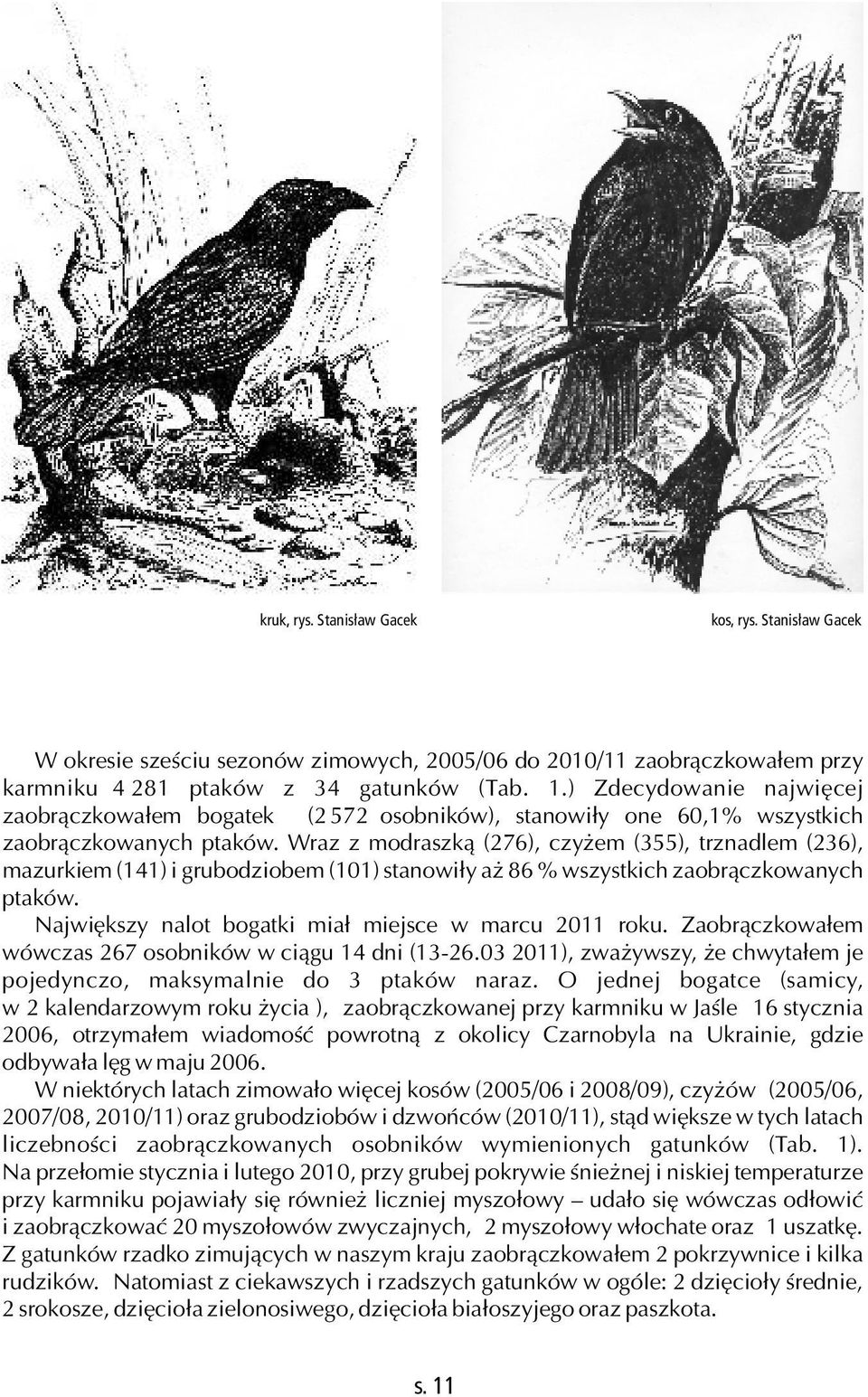 Wraz z modraszką (276), czyżem (355), trznadlem (236), mazurkiem (141) i grubodziobem (101) stanowiły aż 86 % wszystkich zaobrączkowanych ptaków.