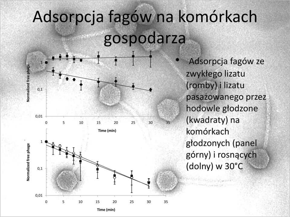 lizatu (romby) i lizatu pasażowanego przez hodowle głodzone (kwadraty) na komórkach