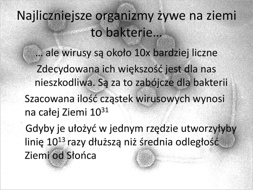 Są za to zabójcze dla bakterii Szacowana ilośd cząstek wirusowych wynosi na całej