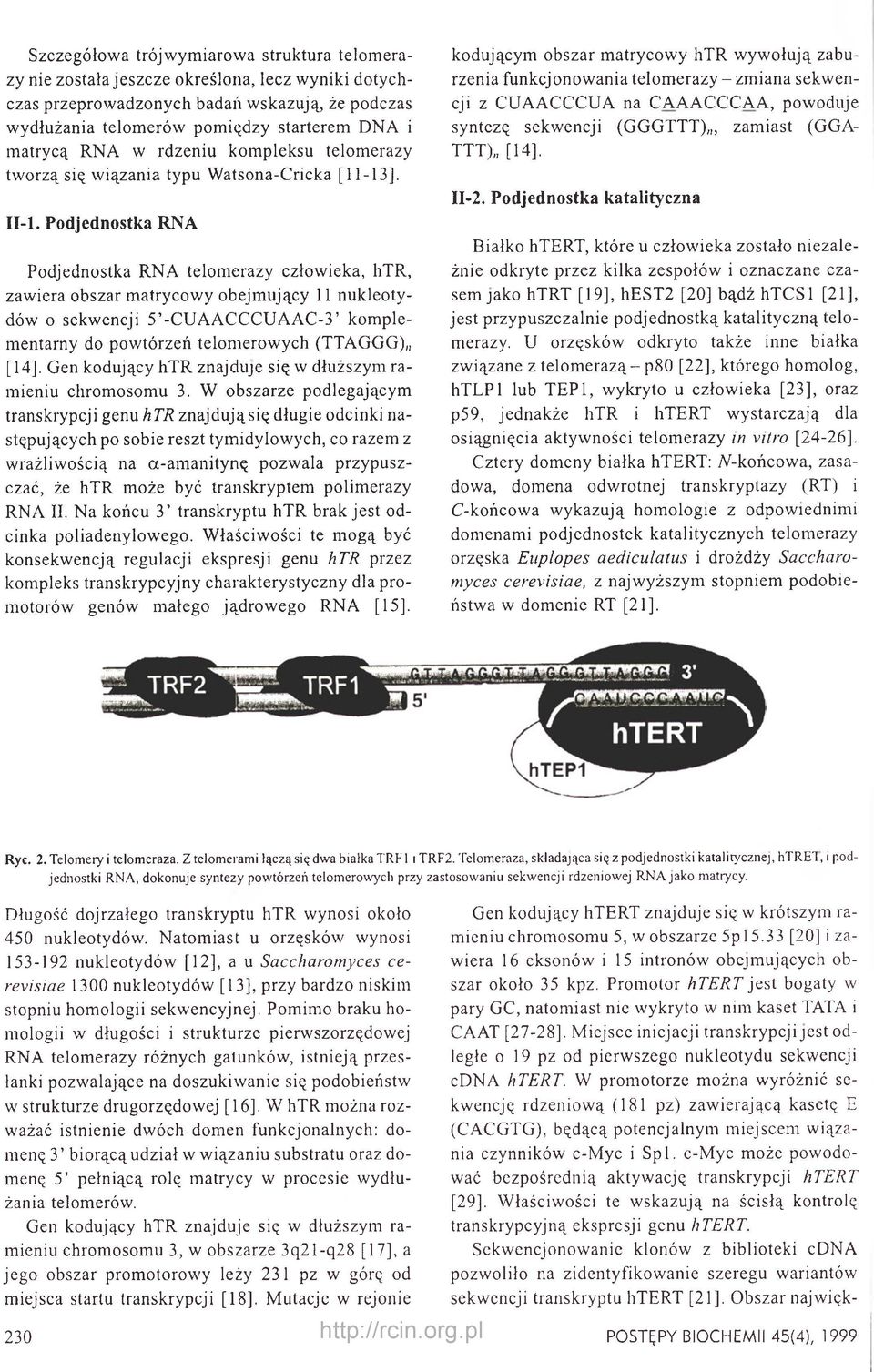 Podjednostka RNA Podjednostka RNA telomerazy człowieka, htr, zawiera obszar matrycowy obejmujący 11 nukleotydów o sekwencji 5 -CUAACCCUAAC-3 komplementarny do powtórzeń telomerowych (TTAGGG),, [14].