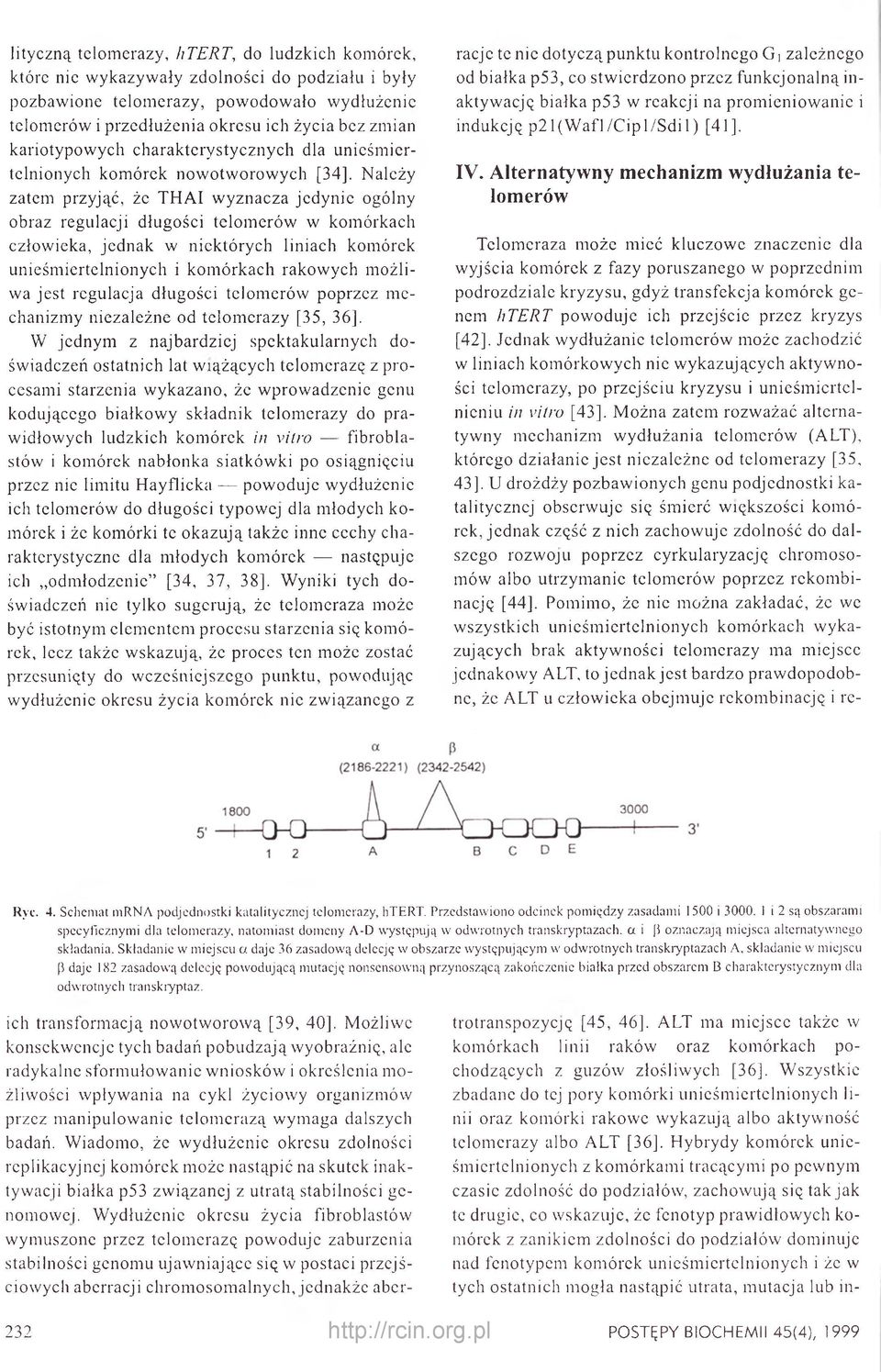 jednak w niektórych liniach komórek unieśmiertelnionych i komórkach rakowych możliwa jest regulacja długości tclomerów poprzez mechanizmy niezależne od telomerazy [35, 36], W jednym z najbardziej