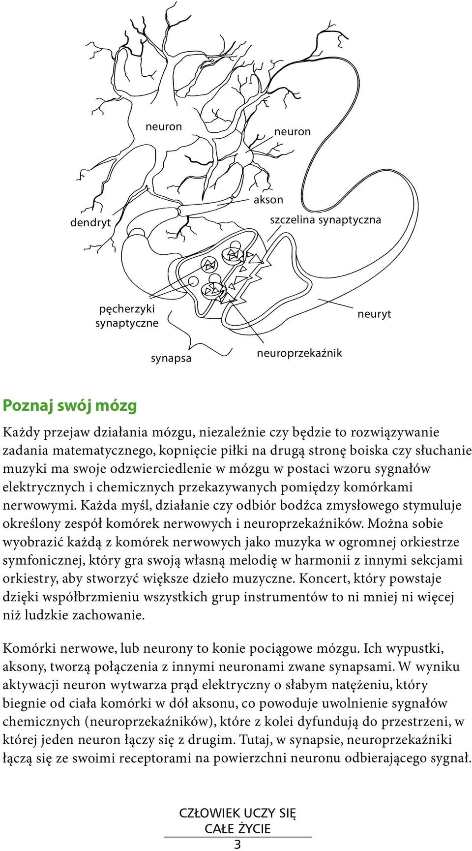 nerwowymi. Każda myśl, działanie czy odbiór bodźca zmysłowego stymuluje określony zespół komórek nerwowych i neuroprzekaźników.