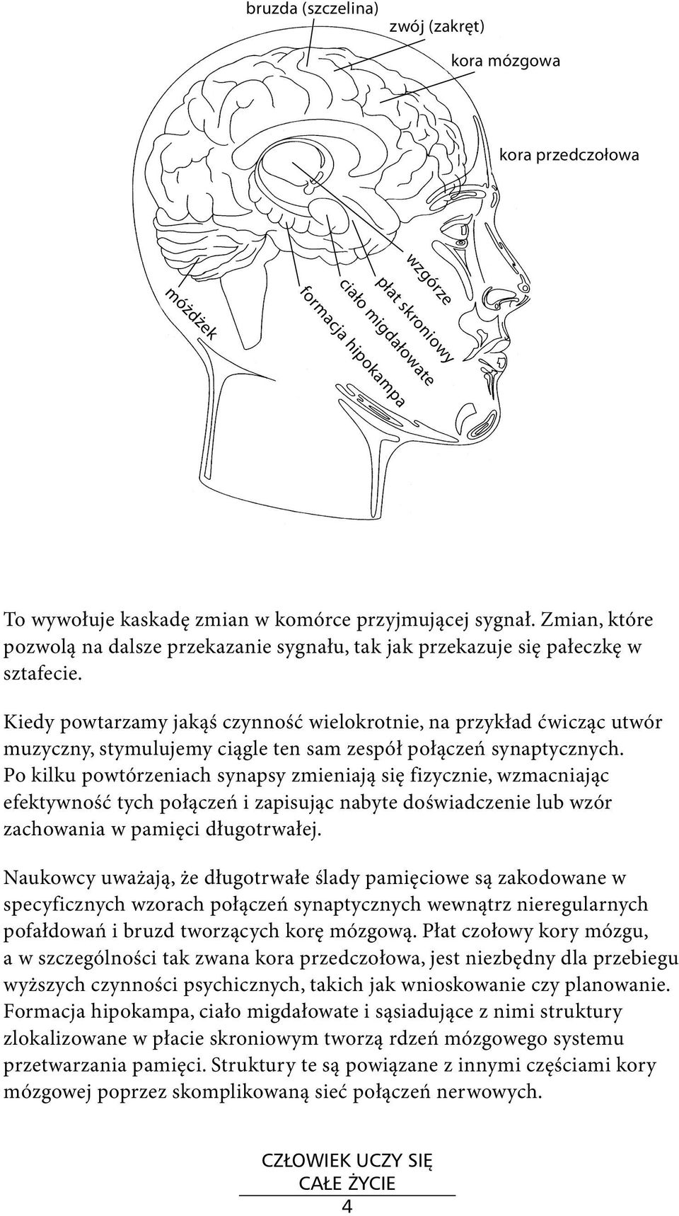 Kiedy powtarzamy jakąś czynność wielokrotnie, na przykład ćwicząc utwór muzyczny, stymulujemy ciągle ten sam zespół połączeń synaptycznych.