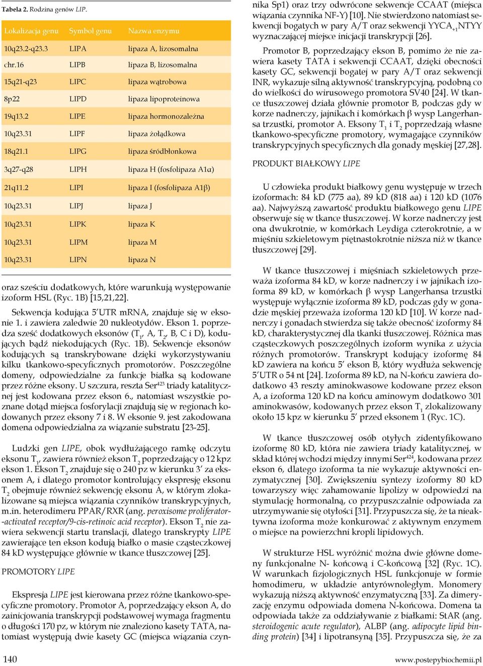 1 LIPG lipaza śródbłonkowa 3q27-q28 LIPH lipaza H (fosfolipaza A1α) 21q11.2 LIPI lipaza I (fosfolipaza A1β) 10q23.31 LIPJ lipaza J 10q23.31 LIPK lipaza K 10q23.31 LIPM lipaza M 10q23.