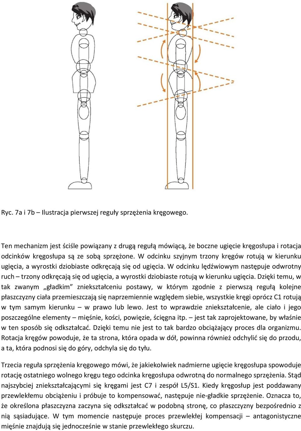 W odcinku szyjnym trzony kręgów rotują w kierunku ugięcia, a wyrostki dziobiaste odkręcają się od ugięcia.