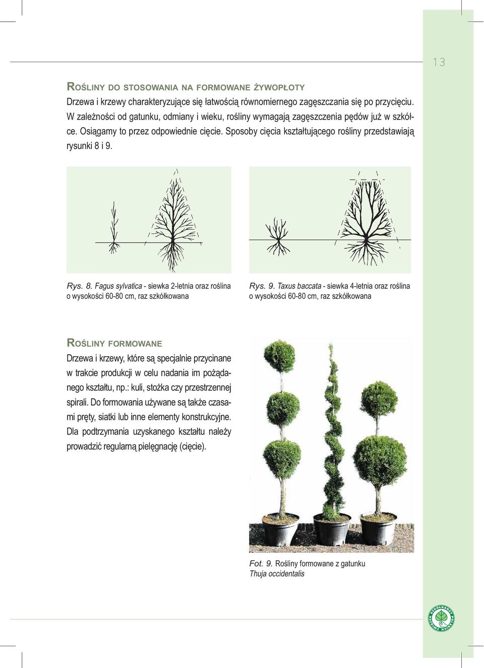 8. Fagus sylvatica - siewka 2-letnia oraz ro lina o wysoko ci 60-80 cm, raz szkó kowana Rys. 9.