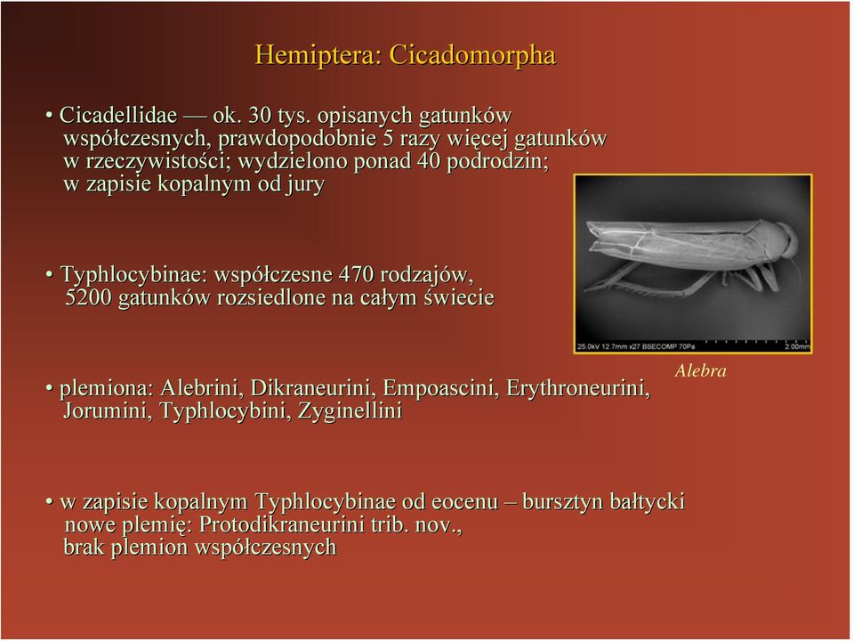 kopalnym od jury Typhlocybinae: współczesne czesne 470 rodzajów, 5200 gatunków w rozsiedlone na całym ym świecie plemiona: Alebrini,