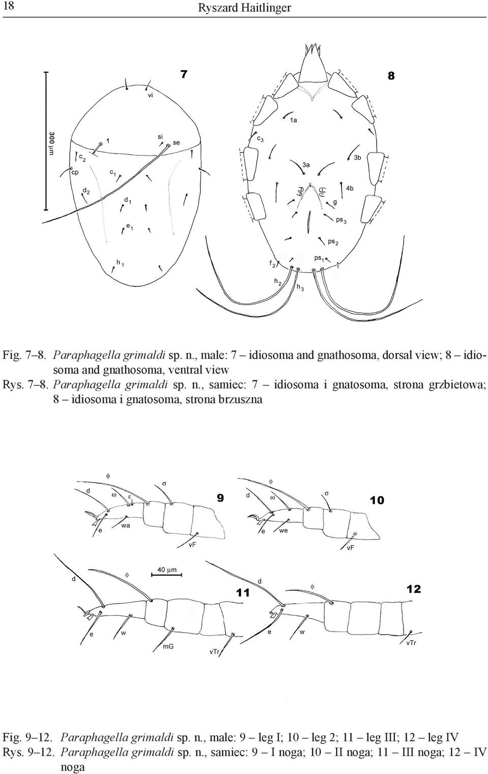 Paraphagella grimaldi sp. n.