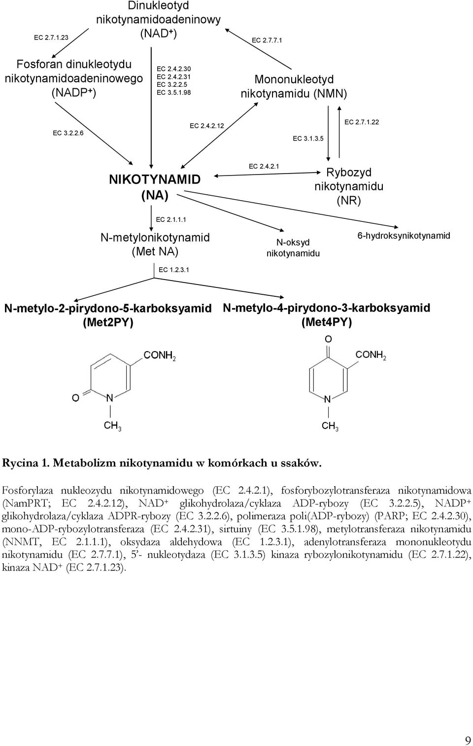 Metabolizm nikotynamidu w komórkach u ssaków. Fosforylaza nukleozydu nikotynamidowego (EC 2.4.2.1), fosforybozylotransferaza nikotynamidowa (NamPRT; EC 2.4.2.12), NAD + glikohydrolaza/cyklaza ADP-rybozy (EC 3.