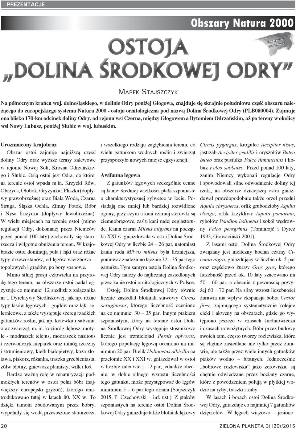 chrysaetos, orlik grubodzioby Aquila clanga, orlik krzykliwy Aquila pomarina, rybołów Pandion haliaetus i sokół wędrowny Falco peregrinus (Tomiałojć i Dyrcz 1993, Głowaciński 2001).