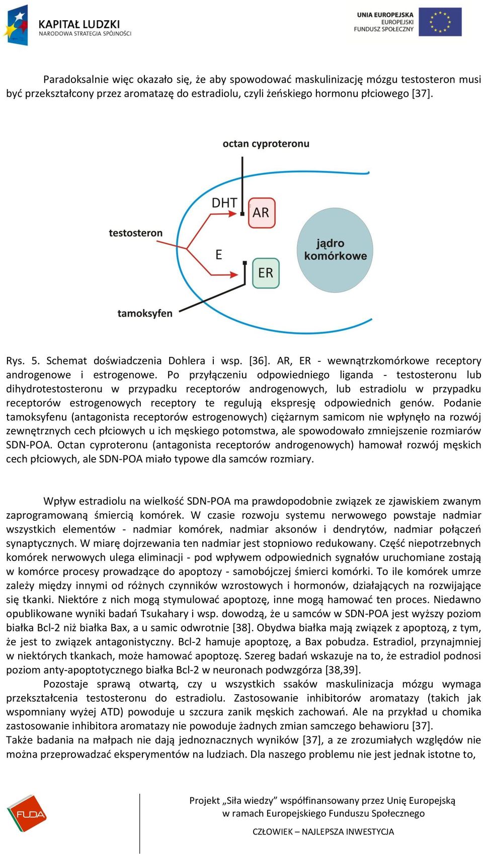 Po przyłączeniu odpowiedniego liganda - testosteronu lub dihydrotestosteronu w przypadku receptorów androgenowych, lub estradiolu w przypadku receptorów estrogenowych receptory te regulują ekspresję