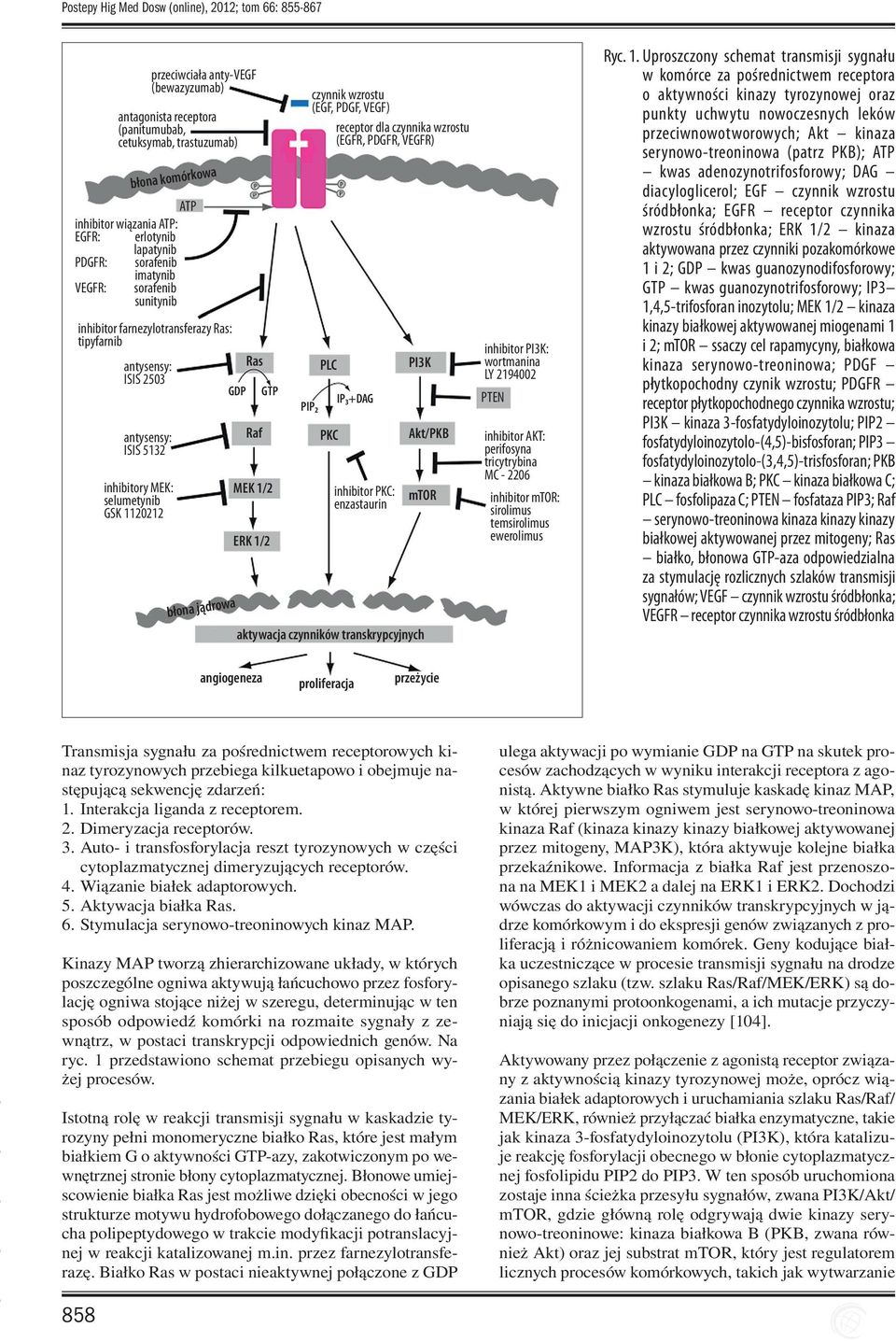 1120212 błona jądrowa GDP Ras Raf GTP MEK 1/2 ERK 1/2 czynnik wzrostu (EGF, PDGF, VEGF) receptor dla czynnika wzrostu (EGFR, PDGFR, VEGFR) PIP₂ PLC PKC IP₃+DAG inhibitor PKC: enzastaurin PI3K mtor