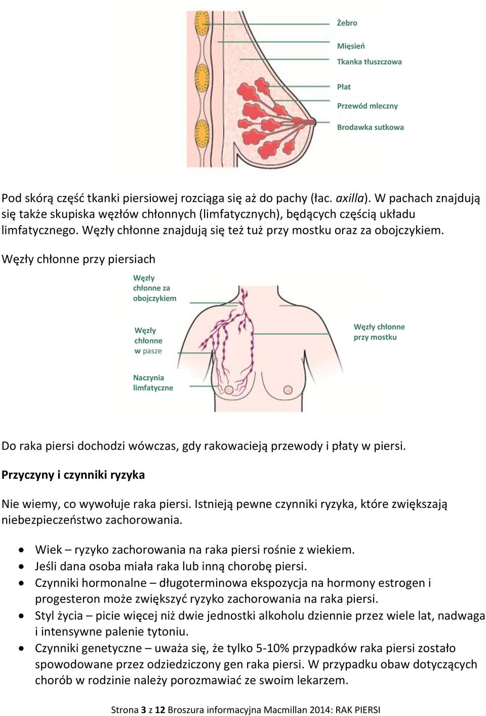 Węzły chłonne przy piersiach Węzły chłonne za obojczykiem Węzły chłonne w pasze Węzły chłonne przy mostku Naczynia limfatyczne Do raka piersi dochodzi wówczas, gdy rakowacieją przewody i płaty w