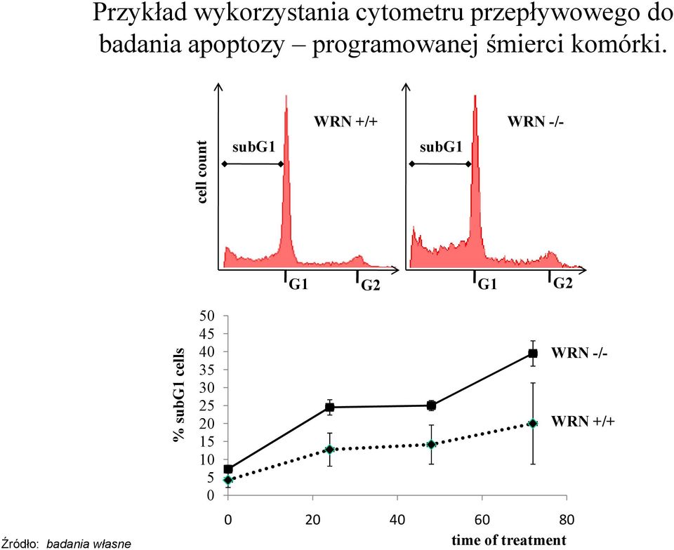 WRN +/+ WRN -/- cell count subg1 subg1 G1 G2 G1 G2 % subg1 cells