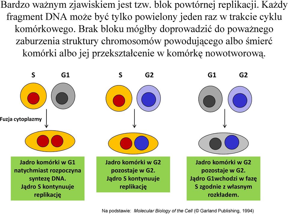 S G1 S G2 G1 G2 Fuzja cytoplazmy Jadro komórki w G1 natychmiast rozpoczyna syntezę DNA. Jądro S kontynuuje replikację Jadro komórki w G2 pozostaje w G2.