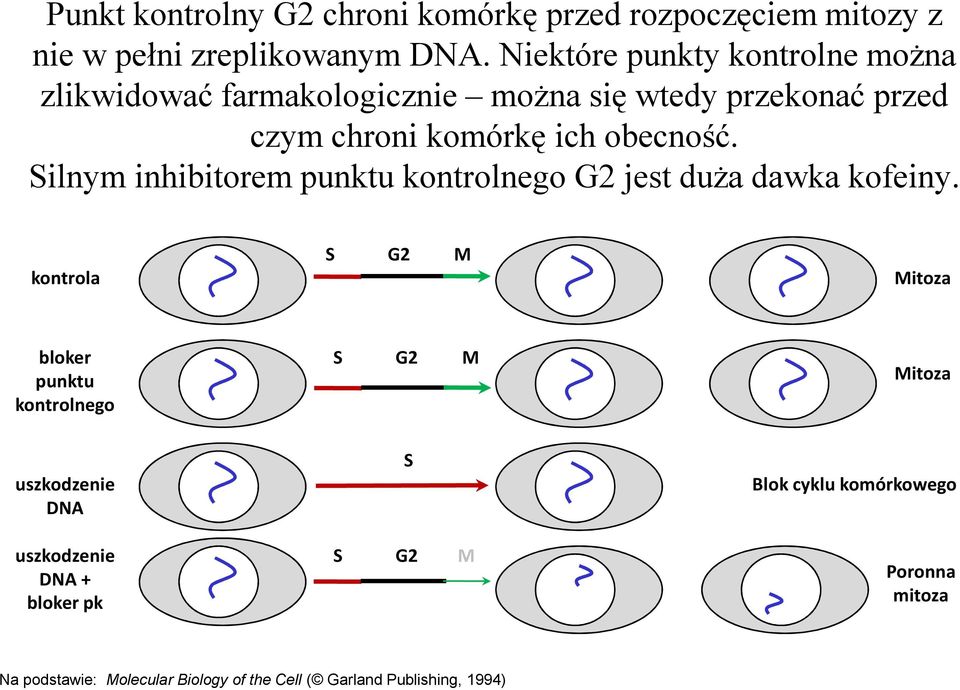 Silnym inhibitorem punktu kontrolnego G2 jest duża dawka kofeiny.