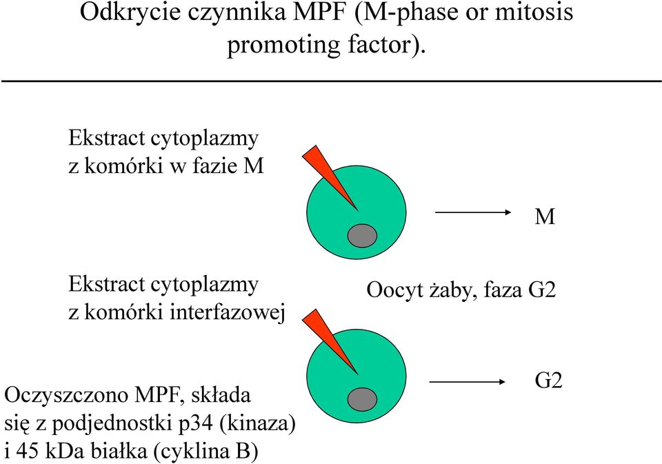 z komórki interfazowej Oocyt żaby, faza G2 Oczyszczono MPF,