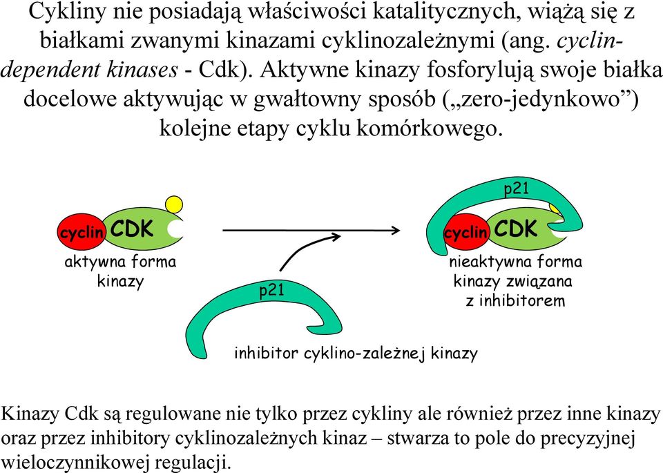 p21 cyclin CDK aktywna forma kinazy p21 cyclin CDK nieaktywna forma kinazy związana z inhibitorem inhibitor cyklino-zależnej kinazy Kinazy Cdk są