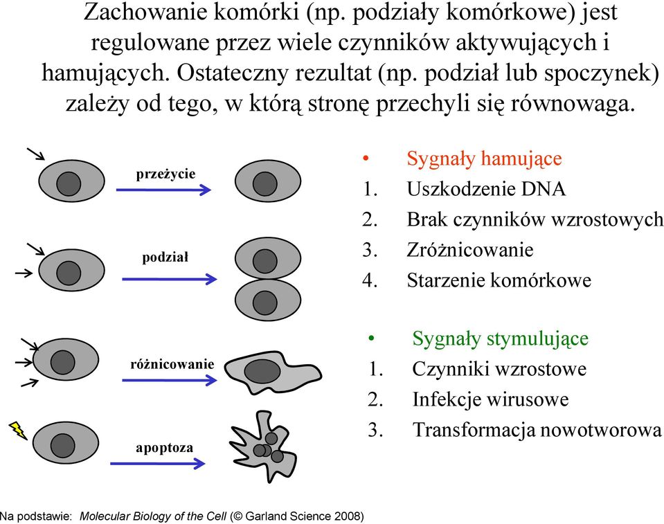 przeżycie podział Sygnały hamujące 1. Uszkodzenie DNA 2. Brak czynników wzrostowych 3. Zróżnicowanie 4.